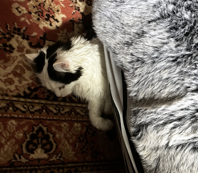 Citrus under Zebrafåtöljen Citrus under Zebrafåtöljen