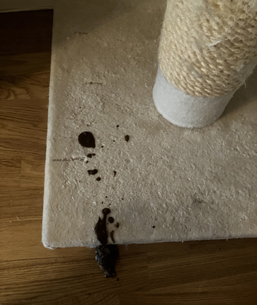 Kattspya på klöspelaren i Salen