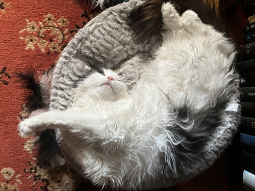 Lucifer i lilla korgen i Bokrummet