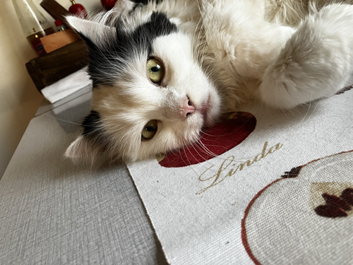 Citrus närbild på köksbordet