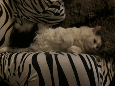 Citrus ligger i Zebrafåtöljen