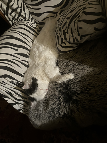 Citrus sover i Zebrafåtöljen