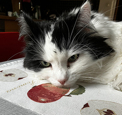 Lucifer närbild på köksbordet