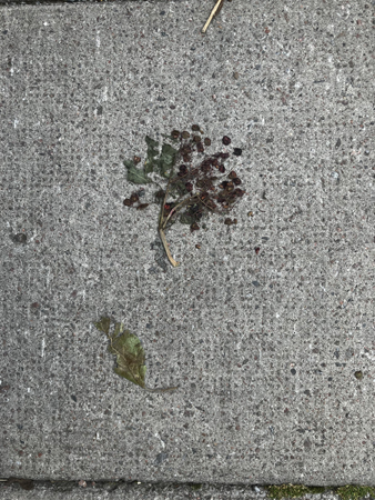 Mitt konstverk avpressad växt på stenplattor