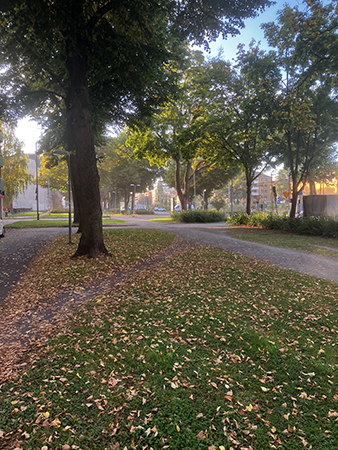 Septembermorgon i allén Septembermorgon i allén