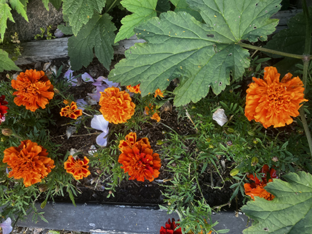 Orange tagetes