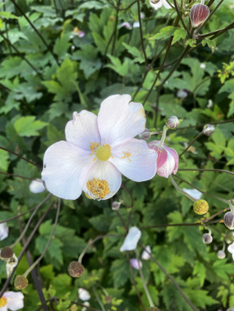 Rosa blomma höstanemon