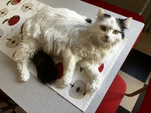 Citrus på mitt köksbord