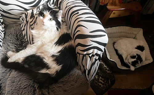 Lucifer i zebrafåtöljen o Citrus i stora korgen