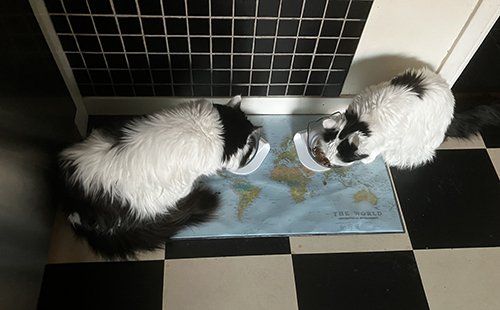 Lucifer och Citrus äter frukost Lucifer och Citrus äter frukost