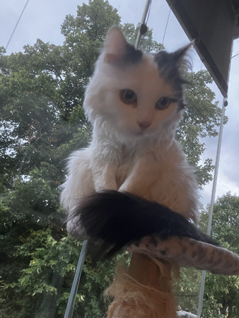 Citrus på toppen på kläspelaren på balkongen