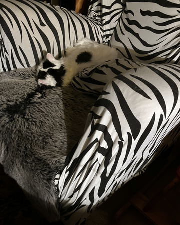 Citrus sover i zebrafåtöljen Citrus sover i zebrafåtöljen