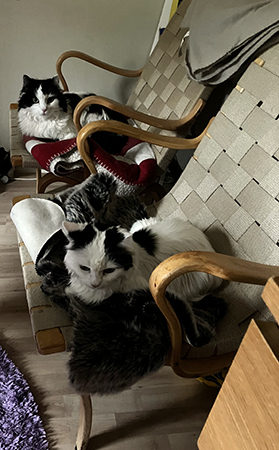 Lucifer och Citrus i Bruno Mathssonfåtöljerna