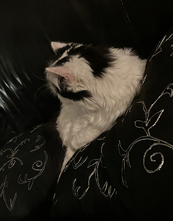 Citrus på svart kudde i soffan