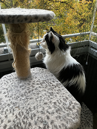 Lucifer fågelskådar på balkongen