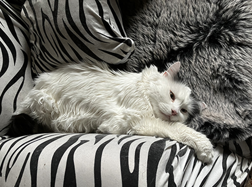 Citrus övervakar strykningen