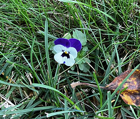 Årets sista pensé Slottsträdgården 23 okt 2022