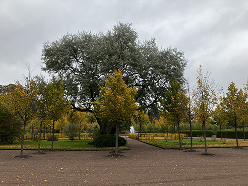 Vacker silverpil i Barockträdgården