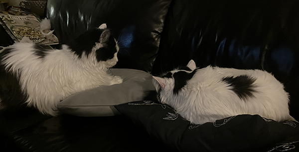 Lucifer och Citrus i soffan