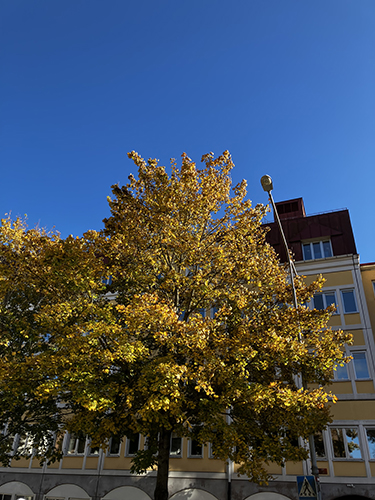 Gult höstträd mot blå himmel