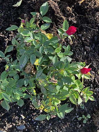 Röda knoppar på minirosbusken