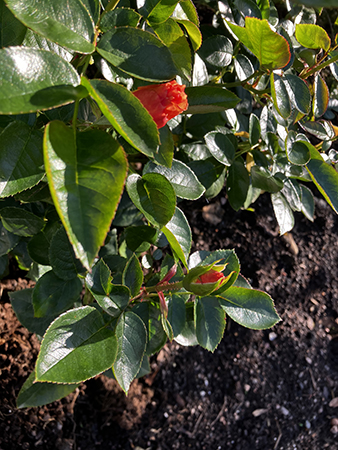 Orange knopar på stora rosbusken