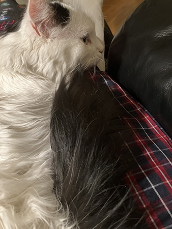 Citrus i mitt knä Citrus i mitt knä