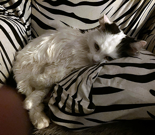 Citrus i zebrafåtöljen