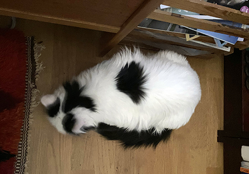 Citrus mutas med godis från skrivbordslådan