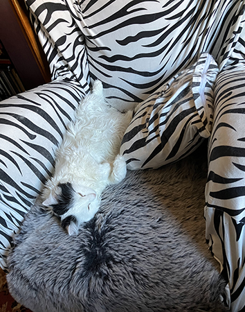 Citrus på rygg i zebrafåtöljen