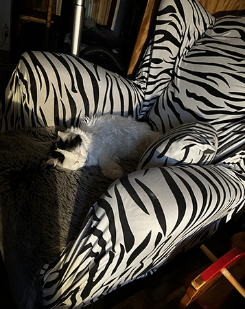 Citrus sover i zebrafåtöljen