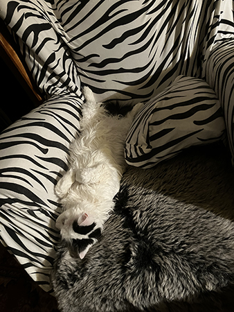 Citrus utfläkt i zebrafåtöljen