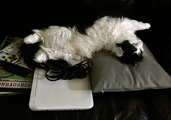 Lucifer i soffan på Annas dator och en kudde