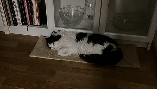 Lucifer på klösbrädan på golvet i Salen