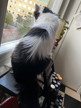 Lucifer spanar på fåglar eller löv i köksfönstret