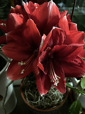 Amaryllisen från BRFstyrelsen blommar