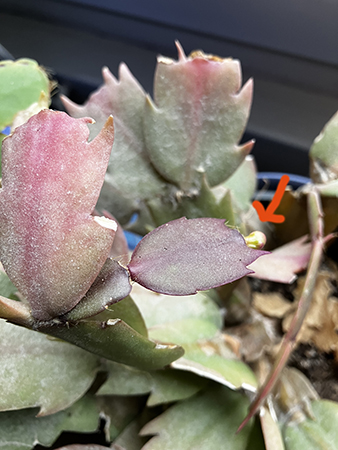 En knopp på en novemberkaktus