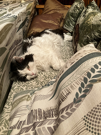 Lucifer halvsover på kökssoffan