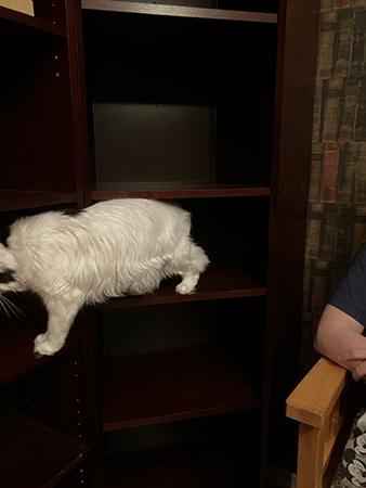 Citrus på ett tomt hyllplan