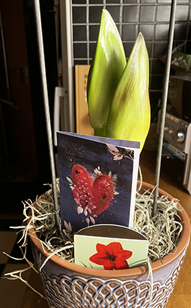 Dubbelamaryllis i kruka från BRF