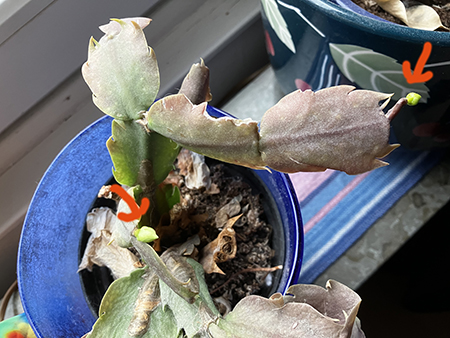 Två knoppar på en annan novemberkaktus