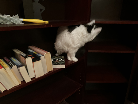 Citrus på ett hyllplan med lite böcker