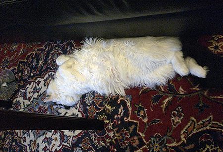 Citrus sträcker ut sig längs med soffan