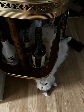 Citrus under drinkvagnen