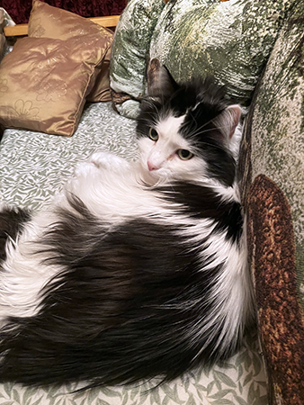 Lucifer vaken i kökssoffan