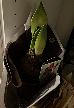 Amaryllis från Annas snälla mamma