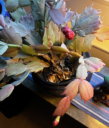 Knoppar på röd novemberkaktus