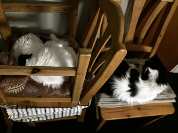 Citrus och Lucifer på köksstolarna i hallen Citrus och Lucifer på köksstolarna i hallen