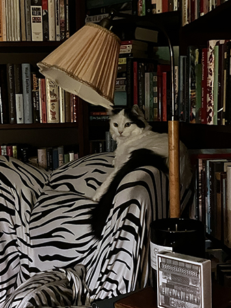 Citrus uppflugen på ryggstödet till zebrafåtöljen