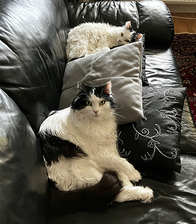 Lucifer och Citrus i soffan